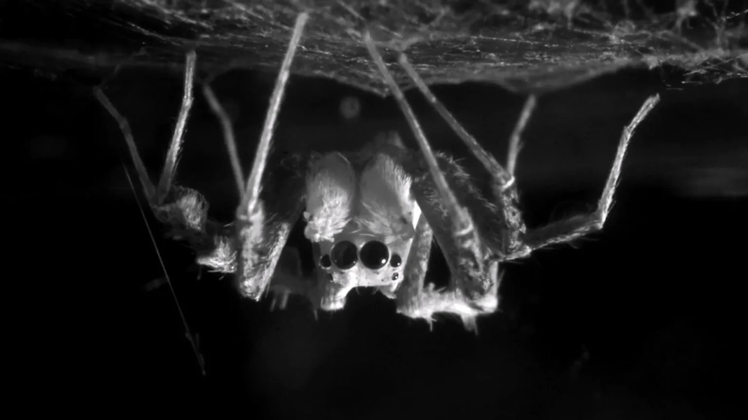 Do Spiders Dream? Scientists Discover Surprising Evidence Do Spiders Dream Scientists Discover Surprising Evidence