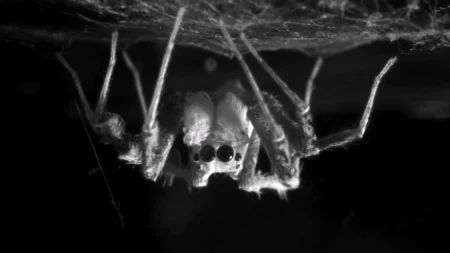 Do Spiders Dream Scientists Discover Surprising Evidence