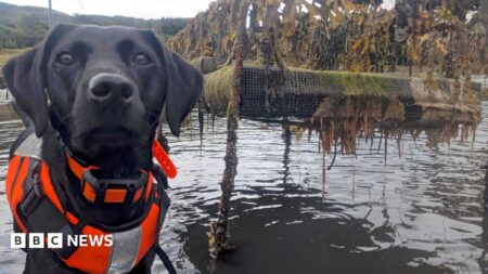 Dog hunting invasive marine life named animal of the year