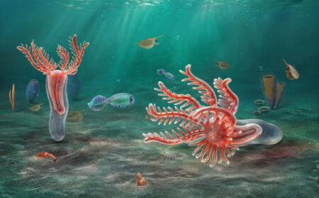 Early Cambrian Fossils Rewrite Starfish Family Tree