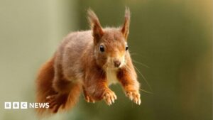 Endangered Red Squirrel Thrives on British Islands