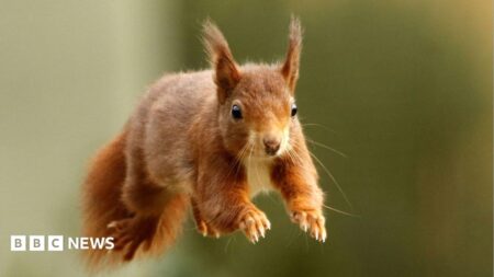 Endangered Red Squirrel Thrives on British Islands