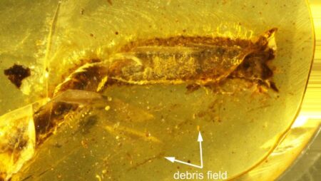 Evidence Preserved in Amber Lizard Dropped Tail 99 Million Years