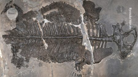 Evolutionary Game Changer Strange Armored Amphibians from Ancient Oceans Revealed