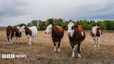 First case of Chamonda virus detected in France announced by