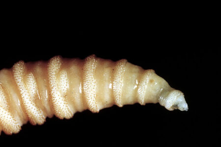 Flesh Eating Screwworms Attack Pets Four Dogs and Cats Affected This