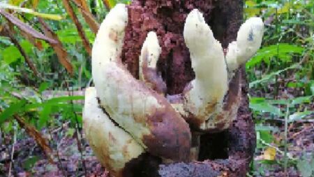 Giant New Fungus Species D rex Discovered in China