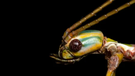 Giant Stick Insect Fooling Scientists for Decades