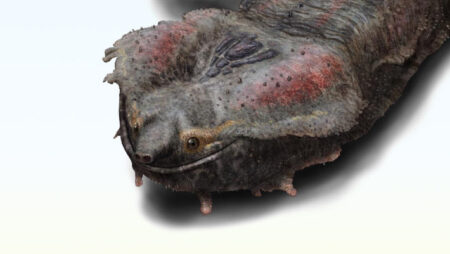 Giant Turtle Fossil Discovered in Peru: One of the largest freshwater turtles ever known Giant Turtle Fossil Discovered in Peru One of the largest