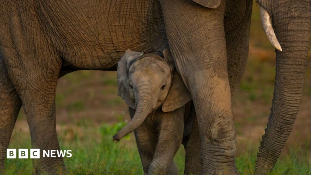 Global Nature Talks Reach Agreement, but Funding Challenges Remain Global Nature Talks Reach Agreement but Funding Challenges Remain