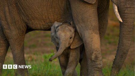 Global Nature Talks Reach Agreement but Funding Challenges Remain