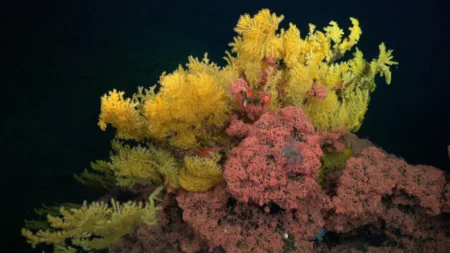 Gold Tree Coral A Strange Find with No Known Family