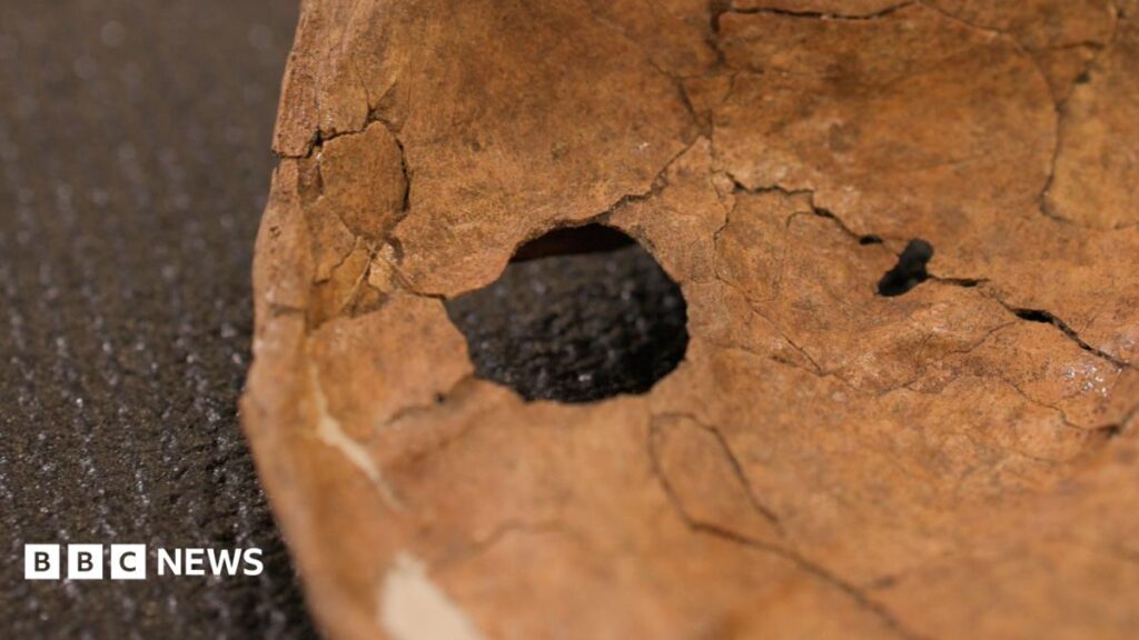Holes in Neanderthal shoulder bones linked to ancient wooden spears Holes in Neanderthal shoulder bones linked to ancient wooden spears