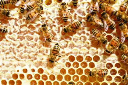 Honey Bee Hives The Living Immune System Scientists Report