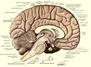 How Ancient Retroviruses May Have Shaped the Formation of the Human Brain How Ancient Retroviruses May Have Shaped the Formation of the