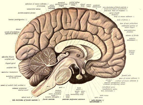 How Ancient Retroviruses May Have Shaped the Formation of the Human Brain How Ancient Retroviruses May Have Shaped the Formation of the