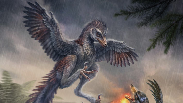 Jurassic fossils indicate that some early birds were unable to fly Jurassic fossils indicate that some early birds were unable to