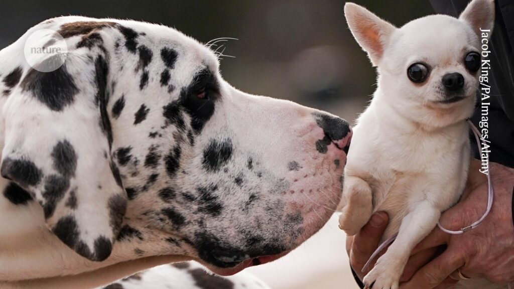 Large Dogs Age Faster Than Small Dogs Rogue Jump Gene