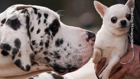 Large Dogs Age Faster Than Small Dogs: Rogue ‘Jump Gene’ May Be the Culprit Large Dogs Age Faster Than Small Dogs Rogue Jump Gene