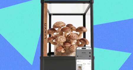 Lykyn Review: Is This Mushroom Garden Worth the Hype? Lykyn Review Is This Mushroom Garden Worth the Hype