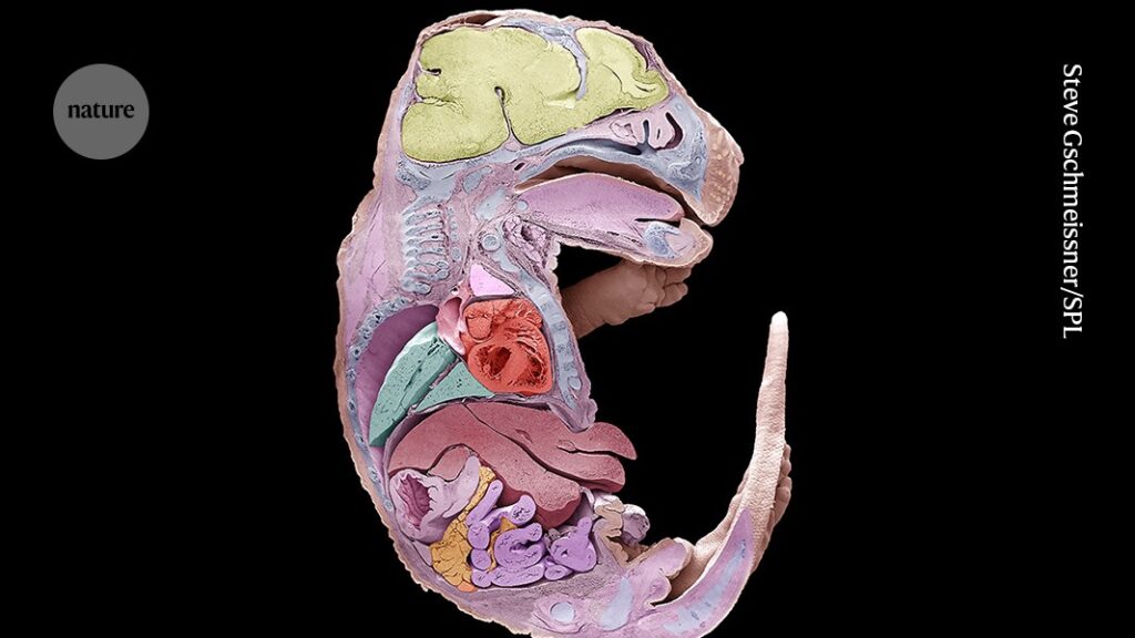 Making a Mouse Recording Embryonic Development in Amazing Detail