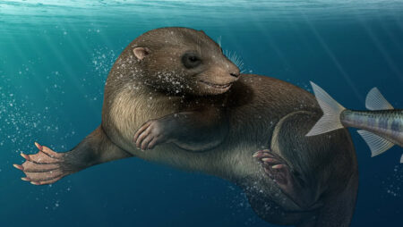 Mammals from the age of dinosaurs swam like platypus and