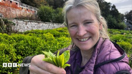 More tea Scotlands future crop changes
