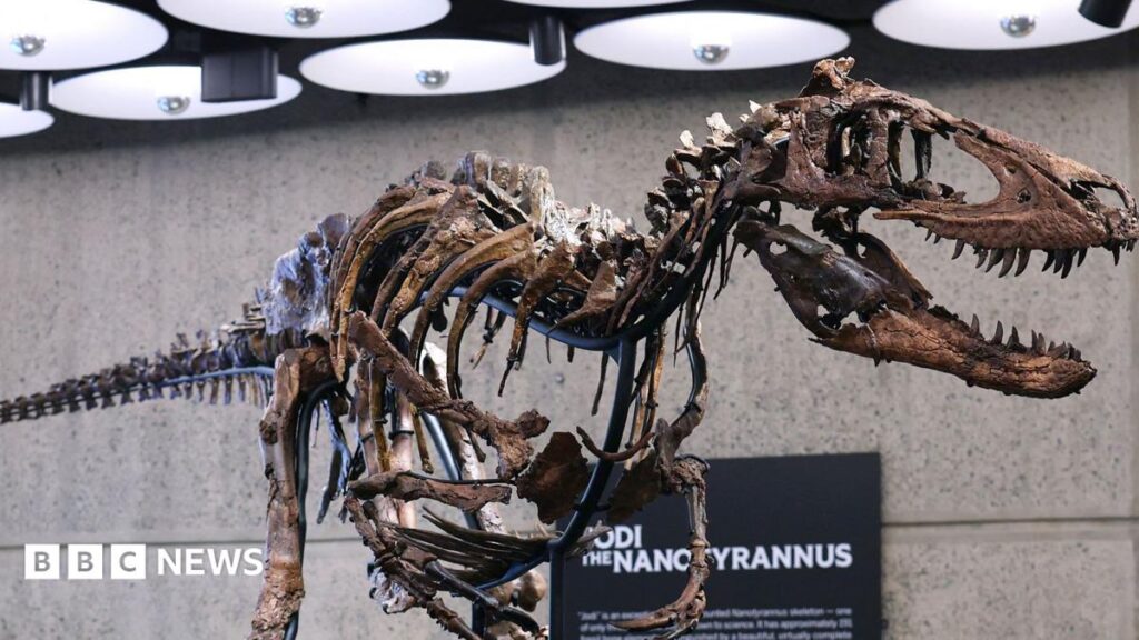 Nanotyrannus Dinosaur Skeleton Sells for $47.3 Million at New York Auction Nanotyrannus Dinosaur Skeleton Sells for 473 Million at New York