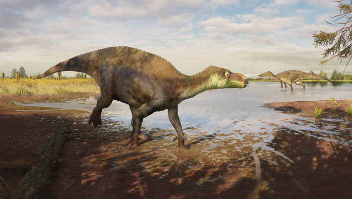 New Iguanodon Dinosaur Species Discovered in the UK New Iguanodon Dinosaur Species Discovered in the UK