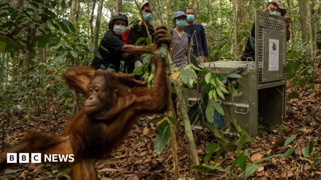 Orangutans Returned to Borneo Forest After Fires