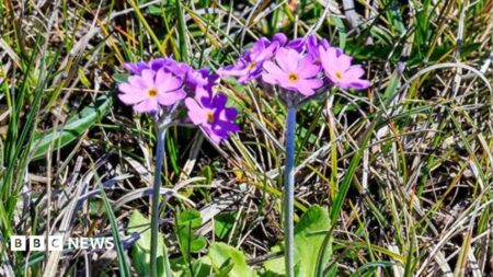 Protecting Teesdale’s Arctic Alpine Flora: A Project for Rare Plant Conservation Protecting Teesdales Arctic Alpine Flora A Project for Rare Plant