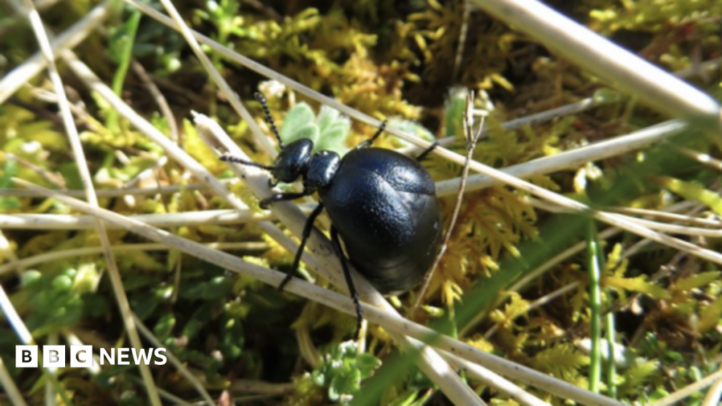 Rare Beetle Rediscovered in Wales After Three Year Search