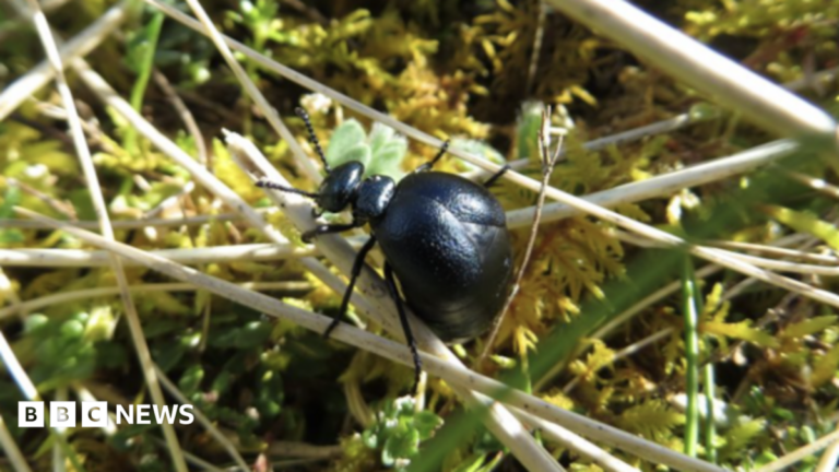 Rare Beetle Rediscovered in Wales After Three Year Search