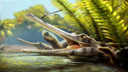 Relatives of Moroccan Jurassic crocodiles had needle thin teeth