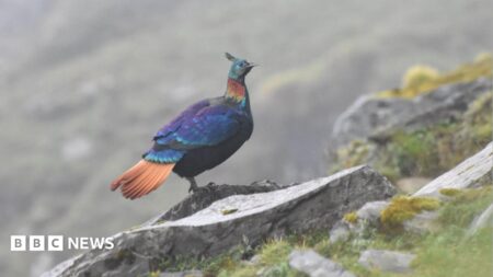 Research Shows Beautiful Birds in the Himalayas Changing Voices Due