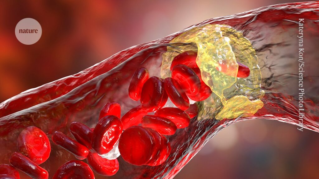 Revealed The role of gut microbe in protecting against heart