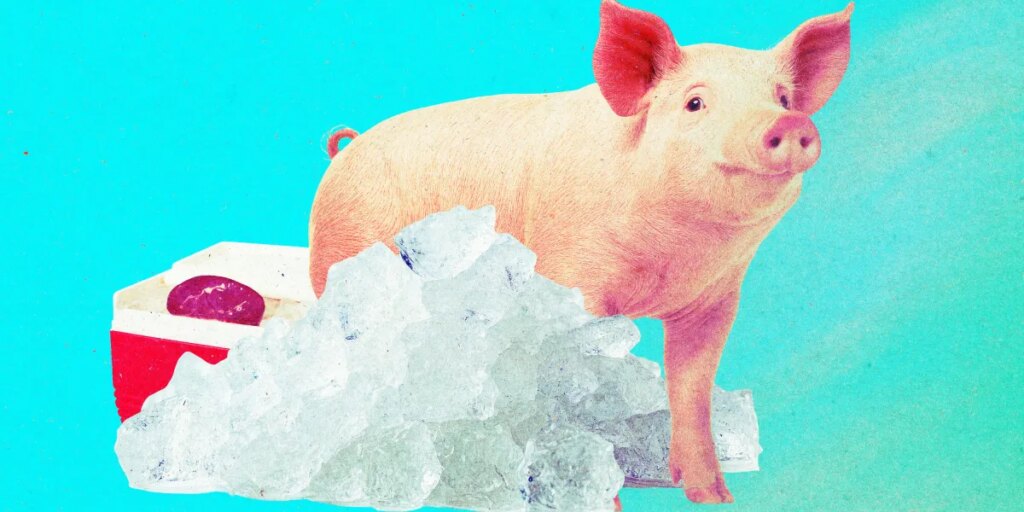 Revived Pig Kidneys After Year of Freezing