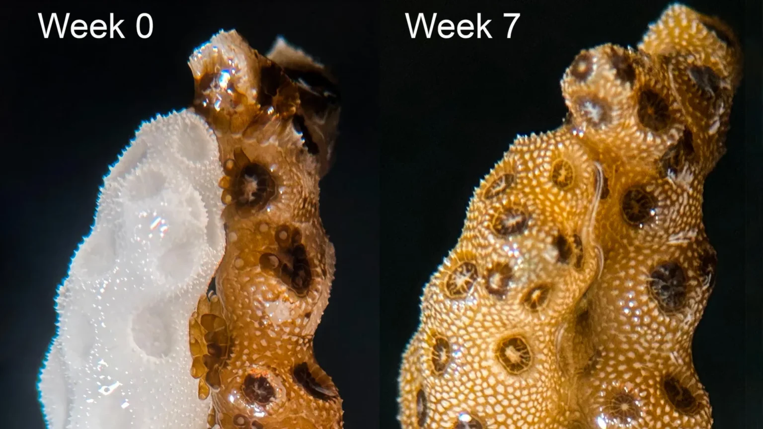 Reviving dying coral in 7 weeks with a simple touch