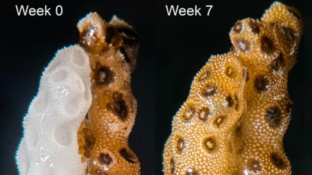 Reviving dying coral in 7 weeks with a simple touch Reviving dying coral in 7 weeks with a simple touch