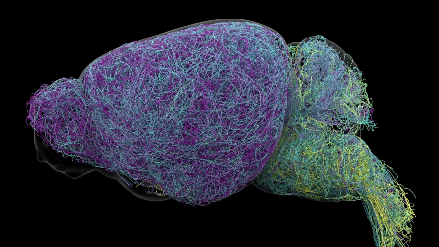 Scientists Discover Messaging System Hidden Deep in the Brain