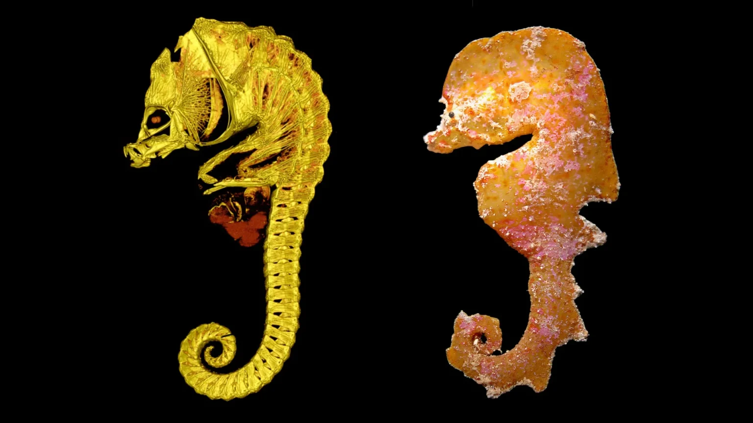 Scientists Discover Mysterious Seahorse Like Creature Never Before Seen Alive