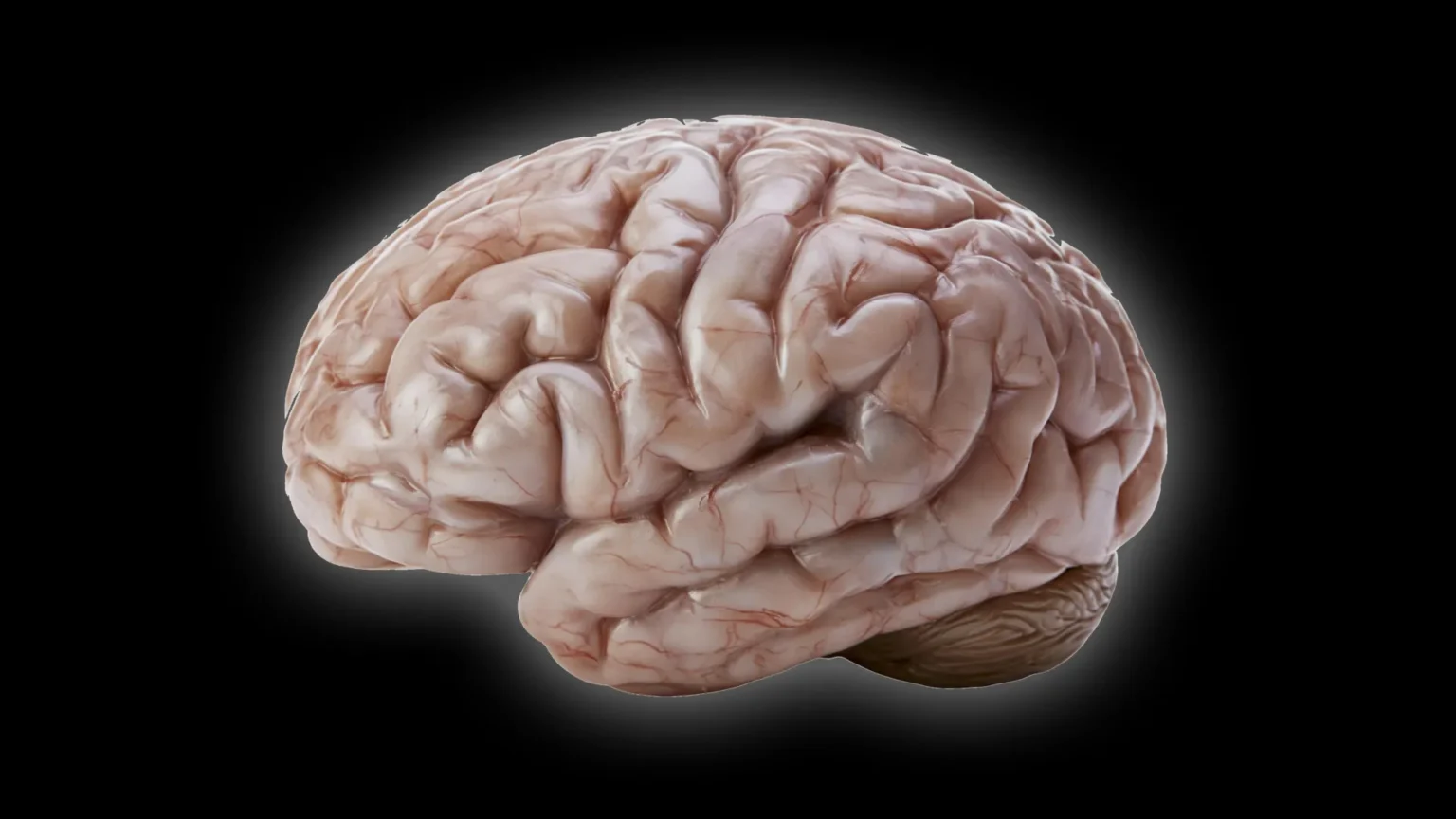 Scientists Discover Surprising Secrets Behind Wrinkles in the Human Brain