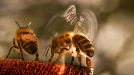 Scientists Discover That Bees Bully Other Bees