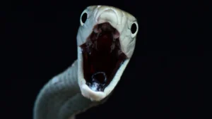 Scientists Reveal Hidden Snakebite Crisis Killing Up to 513,000 People Worldwide Each Year Scientists Reveal Hidden Snakebite Crisis Killing Up to 513000 People