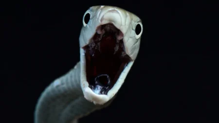Scientists Reveal Hidden Snakebite Crisis Killing Up to 513000 People