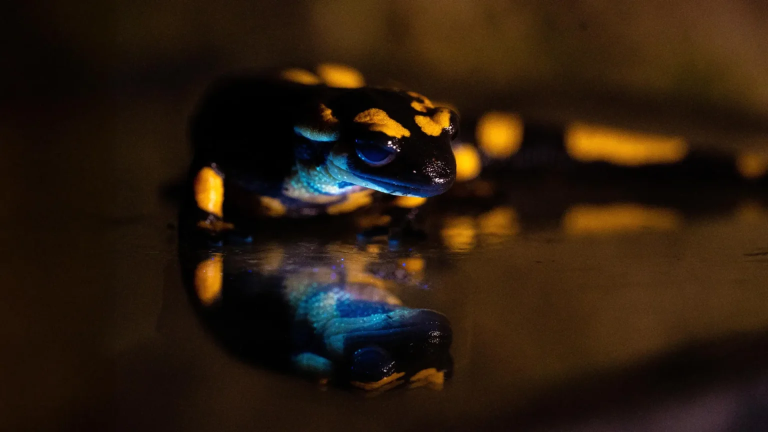 Scientists Uncover the Secret Behind the Poisonous Glow of Fire Salamanders Scientists Uncover the Secret Behind the Poisonous Glow of Fire