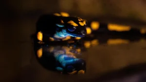 Scientists Uncover the Secret Behind the Poisonous Glow of Fire