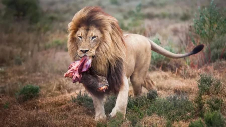 Scientists change the eating habits of zoo lions as their wild side emerges Scientists change the eating habits of zoo lions as their