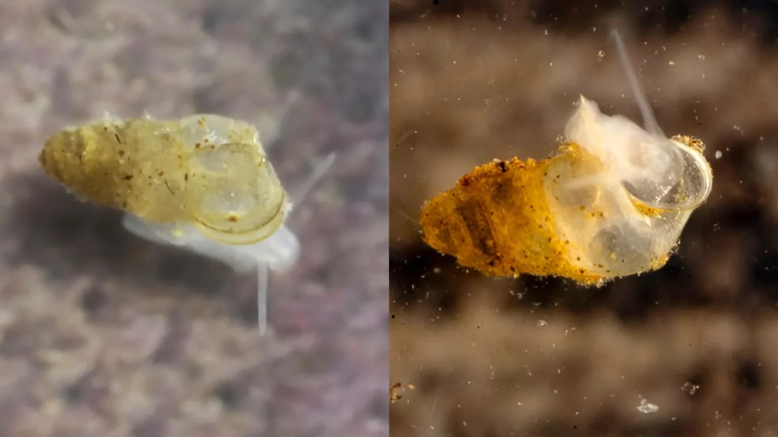 Scientists discover eyeless creature in Chinese cave Scientists discover eyeless creature in Chinese cave