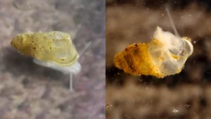 Scientists discover eyeless creature in Chinese cave Scientists discover eyeless creature in Chinese cave